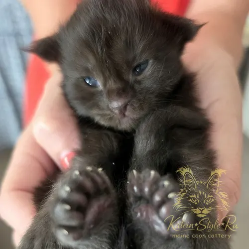 Onyx Katrin Style*Ru — котёнок мейн-кун, Ростов-на-Дону