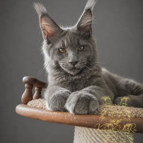 Zafran Katrin Style*Ru — котёнок мейн-кун, Ростов-на-Дону